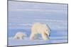 Polar Bear with Spring Cub, ANWR, Alaska, USA-Steve Kazlowski-Mounted Photographic Print