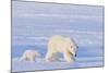 Polar Bear with Spring Cub, ANWR, Alaska, USA-Steve Kazlowski-Mounted Photographic Print