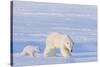 Polar Bear with Spring Cub, ANWR, Alaska, USA-Steve Kazlowski-Stretched Canvas