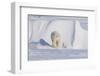 Polar Bear with Spring Cub, ANWR, Alaska, USA-Steve Kazlowski-Framed Photographic Print