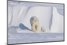 Polar Bear with Spring Cub, ANWR, Alaska, USA-Steve Kazlowski-Mounted Photographic Print