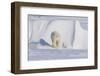 Polar Bear with Spring Cub, ANWR, Alaska, USA-Steve Kazlowski-Framed Premium Photographic Print