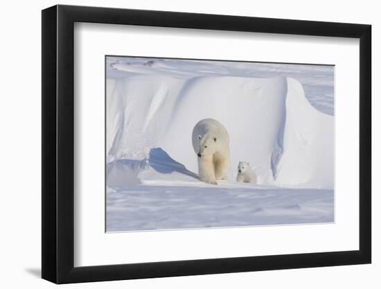 Polar Bear with Spring Cub, ANWR, Alaska, USA-Steve Kazlowski-Framed Premium Photographic Print