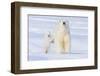 Polar Bear with Spring Cub, ANWR, Alaska, USA-Steve Kazlowski-Framed Premium Photographic Print