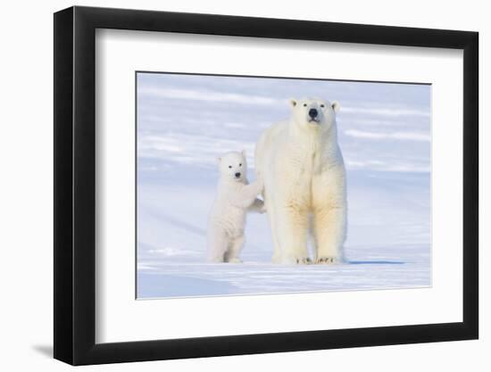 Polar Bear with Spring Cub, ANWR, Alaska, USA-Steve Kazlowski-Framed Premium Photographic Print