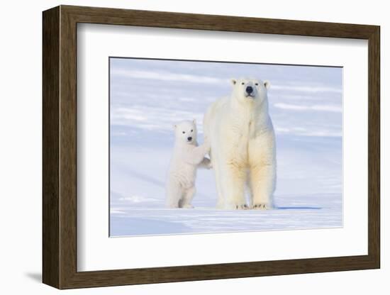 Polar Bear with Spring Cub, ANWR, Alaska, USA-Steve Kazlowski-Framed Photographic Print