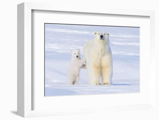 Polar Bear with Spring Cub, ANWR, Alaska, USA-Steve Kazlowski-Framed Photographic Print