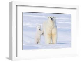 Polar Bear with Spring Cub, ANWR, Alaska, USA-Steve Kazlowski-Framed Photographic Print