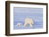 Polar Bear with Spring Cub, ANWR, Alaska, USA-Steve Kazlowski-Framed Photographic Print