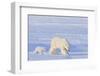 Polar Bear with Spring Cub, ANWR, Alaska, USA-Steve Kazlowski-Framed Photographic Print