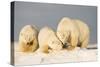 Polar Bear with Two 2-Year-Old Cubs, Bernard Spit, ANWR, Alaska, USA-Steve Kazlowski-Stretched Canvas