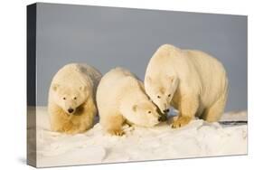 Polar Bear with Two 2-Year-Old Cubs, Bernard Spit, ANWR, Alaska, USA-Steve Kazlowski-Stretched Canvas