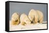 Polar Bear with Two 2-Year-Old Cubs, Bernard Spit, ANWR, Alaska, USA-Steve Kazlowski-Framed Stretched Canvas