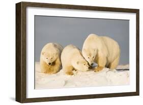 Polar Bear with Two 2-Year-Old Cubs, Bernard Spit, ANWR, Alaska, USA-Steve Kazlowski-Framed Photographic Print