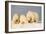 Polar Bear with Two 2-Year-Old Cubs, Bernard Spit, ANWR, Alaska, USA-Steve Kazlowski-Framed Photographic Print