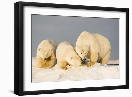 Polar Bear with Two 2-Year-Old Cubs, Bernard Spit, ANWR, Alaska, USA-Steve Kazlowski-Framed Photographic Print