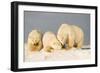 Polar Bear with Two 2-Year-Old Cubs, Bernard Spit, ANWR, Alaska, USA-Steve Kazlowski-Framed Photographic Print