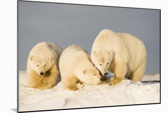 Polar Bear with Two 2-Year-Old Cubs, Bernard Spit, ANWR, Alaska, USA-Steve Kazlowski-Mounted Photographic Print