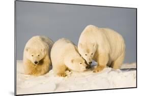 Polar Bear with Two 2-Year-Old Cubs, Bernard Spit, ANWR, Alaska, USA-Steve Kazlowski-Mounted Photographic Print