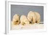 Polar Bear with Two 2-Year-Old Cubs, Bernard Spit, ANWR, Alaska, USA-Steve Kazlowski-Framed Photographic Print