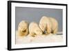 Polar Bear with Two 2-Year-Old Cubs, Bernard Spit, ANWR, Alaska, USA-Steve Kazlowski-Framed Photographic Print