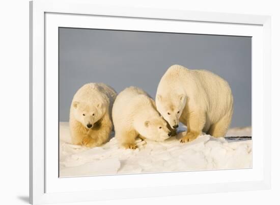 Polar Bear with Two 2-Year-Old Cubs, Bernard Spit, ANWR, Alaska, USA-Steve Kazlowski-Framed Photographic Print