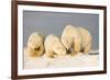 Polar Bear with Two 2-Year-Old Cubs, Bernard Spit, ANWR, Alaska, USA-Steve Kazlowski-Framed Photographic Print