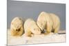 Polar Bear with Two 2-Year-Old Cubs, Bernard Spit, ANWR, Alaska, USA-Steve Kazlowski-Mounted Photographic Print