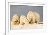 Polar Bear with Two 2-Year-Old Cubs, Bernard Spit, ANWR, Alaska, USA-Steve Kazlowski-Framed Photographic Print