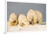 Polar Bear with Two 2-Year-Old Cubs, Bernard Spit, ANWR, Alaska, USA-Steve Kazlowski-Framed Photographic Print