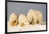 Polar Bear with Two 2-Year-Old Cubs, Bernard Spit, ANWR, Alaska, USA-Steve Kazlowski-Framed Photographic Print