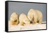 Polar Bear with Two 2-Year-Old Cubs, Bernard Spit, ANWR, Alaska, USA-Steve Kazlowski-Framed Stretched Canvas