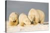 Polar Bear with Two 2-Year-Old Cubs, Bernard Spit, ANWR, Alaska, USA-Steve Kazlowski-Stretched Canvas