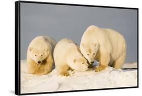 Polar Bear with Two 2-Year-Old Cubs, Bernard Spit, ANWR, Alaska, USA-Steve Kazlowski-Framed Stretched Canvas