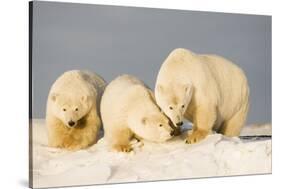 Polar Bear with Two 2-Year-Old Cubs, Bernard Spit, ANWR, Alaska, USA-Steve Kazlowski-Stretched Canvas