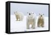 Polar Bear with Two 2-Year-Old Cubs, Bernard Spit, ANWR, Alaska, USA-Steve Kazlowski-Framed Stretched Canvas