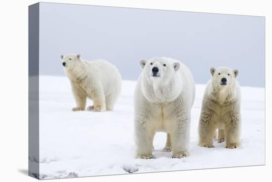 Polar Bear with Two 2-Year-Old Cubs, Bernard Spit, ANWR, Alaska, USA-Steve Kazlowski-Stretched Canvas