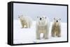 Polar Bear with Two 2-Year-Old Cubs, Bernard Spit, ANWR, Alaska, USA-Steve Kazlowski-Framed Stretched Canvas