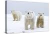 Polar Bear with Two 2-Year-Old Cubs, Bernard Spit, ANWR, Alaska, USA-Steve Kazlowski-Stretched Canvas