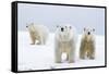 Polar Bear with Two 2-Year-Old Cubs, Bernard Spit, ANWR, Alaska, USA-Steve Kazlowski-Framed Stretched Canvas