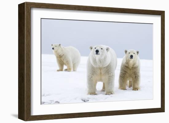 Polar Bear with Two 2-Year-Old Cubs, Bernard Spit, ANWR, Alaska, USA-Steve Kazlowski-Framed Photographic Print