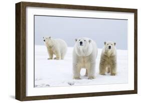 Polar Bear with Two 2-Year-Old Cubs, Bernard Spit, ANWR, Alaska, USA-Steve Kazlowski-Framed Photographic Print