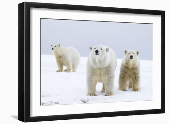 Polar Bear with Two 2-Year-Old Cubs, Bernard Spit, ANWR, Alaska, USA-Steve Kazlowski-Framed Photographic Print