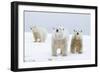 Polar Bear with Two 2-Year-Old Cubs, Bernard Spit, ANWR, Alaska, USA-Steve Kazlowski-Framed Photographic Print