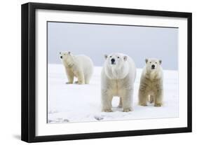 Polar Bear with Two 2-Year-Old Cubs, Bernard Spit, ANWR, Alaska, USA-Steve Kazlowski-Framed Photographic Print