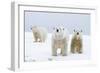 Polar Bear with Two 2-Year-Old Cubs, Bernard Spit, ANWR, Alaska, USA-Steve Kazlowski-Framed Photographic Print