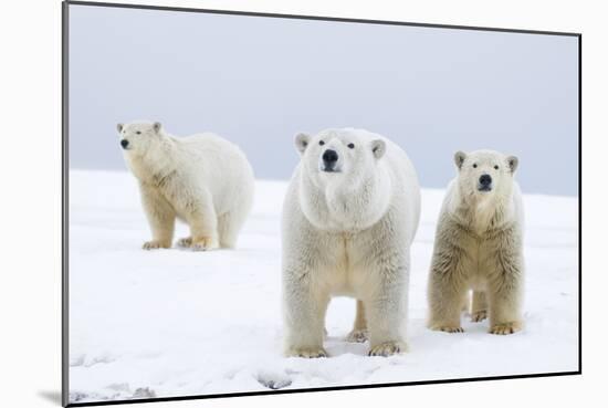 Polar Bear with Two 2-Year-Old Cubs, Bernard Spit, ANWR, Alaska, USA-Steve Kazlowski-Mounted Photographic Print