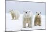 Polar Bear with Two 2-Year-Old Cubs, Bernard Spit, ANWR, Alaska, USA-Steve Kazlowski-Mounted Photographic Print