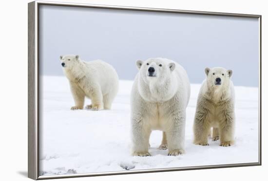 Polar Bear with Two 2-Year-Old Cubs, Bernard Spit, ANWR, Alaska, USA-Steve Kazlowski-Framed Photographic Print