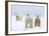 Polar Bear with Two 2-Year-Old Cubs, Bernard Spit, ANWR, Alaska, USA-Steve Kazlowski-Framed Photographic Print